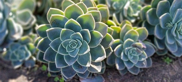 Free download plants garden succulent green free picture to be edited with GIMP free online image editor