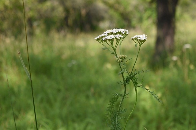 Kostenloser Download Plants Green - kostenloses Foto oder Bild zur Bearbeitung mit GIMP Online-Bildbearbeitung