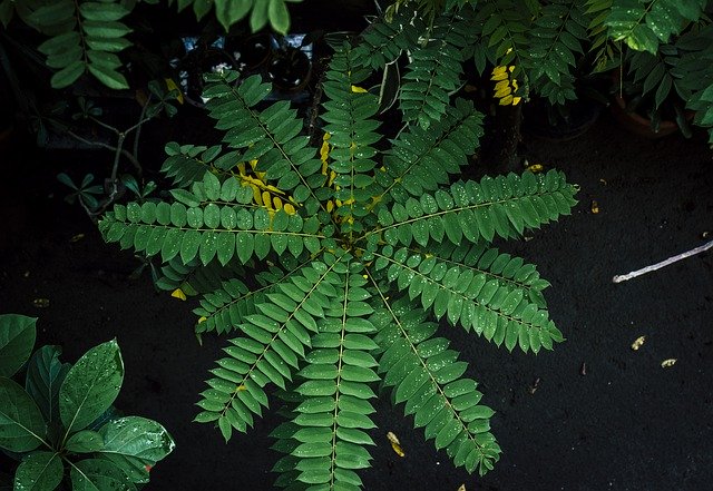 Téléchargement gratuit de plantes vertes feuilles - photo ou image gratuite à éditer avec l'éditeur d'images en ligne GIMP