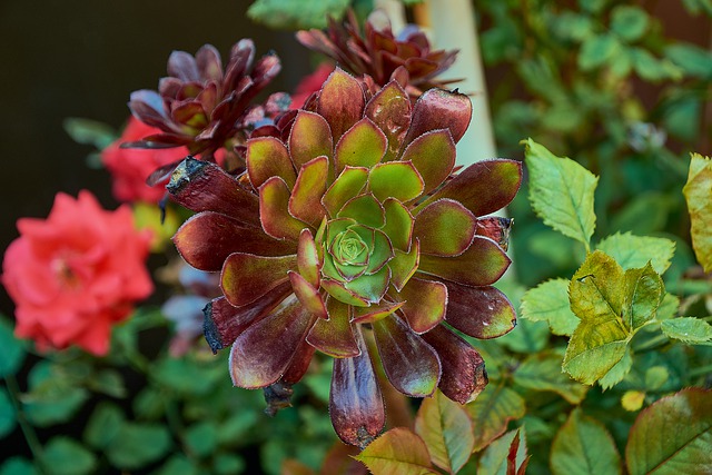 Gratis download plantenbladen werf hij aeonium gratis foto om te bewerken met GIMP gratis online afbeeldingseditor