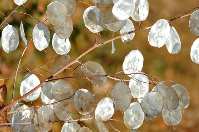 Free download plant silver dollar bush money plant free picture to be edited with GIMP free online image editor