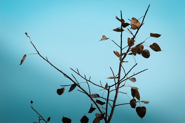 Téléchargement gratuit de Plant Sky Blue - photo ou image gratuite à éditer avec l'éditeur d'images en ligne GIMP