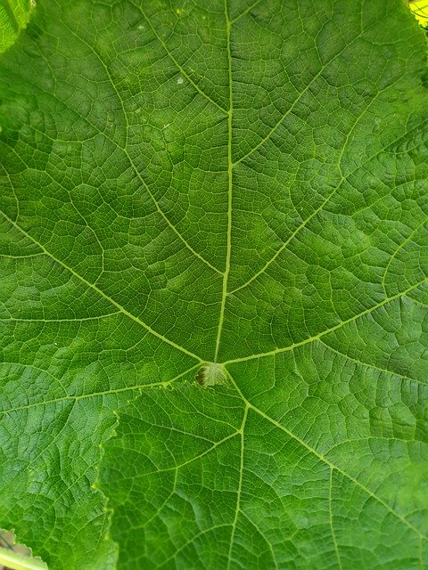 Gratis download Plants Leaf Green - gratis foto of afbeelding om te bewerken met GIMP online afbeeldingseditor