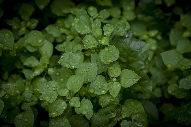 Free download plants leaves droplets water free picture to be edited with GIMP free online image editor