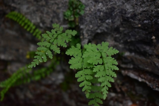 Free download plants leaves weeds green sunlight free picture to be edited with GIMP free online image editor