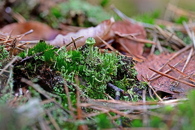 Free download plants lichen ground lichen free picture to be edited with GIMP free online image editor