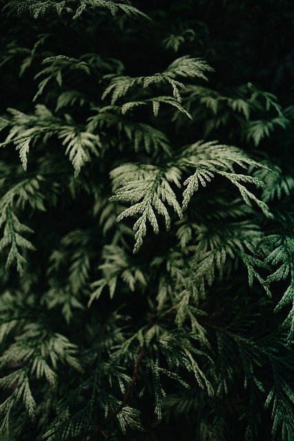 Free download plants moody nature green summer free picture to be edited with GIMP free online image editor