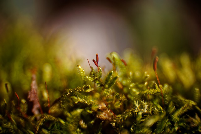 Free download plants moss details nature macro free picture to be edited with GIMP free online image editor