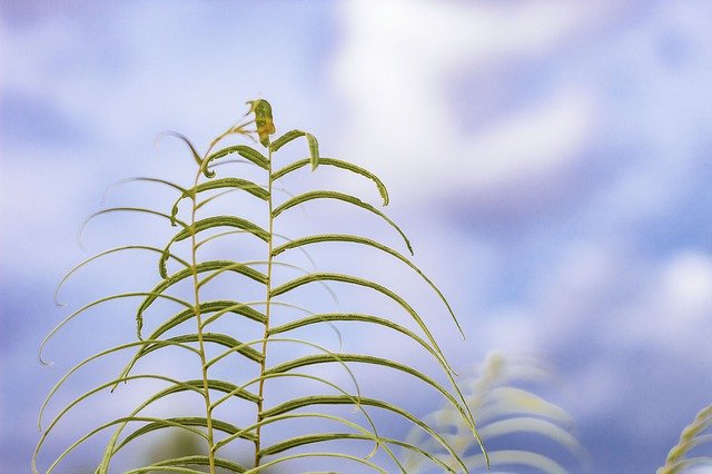 Bezpłatne pobieranie Plants Natural - bezpłatne zdjęcie lub obraz do edycji za pomocą internetowego edytora obrazów GIMP