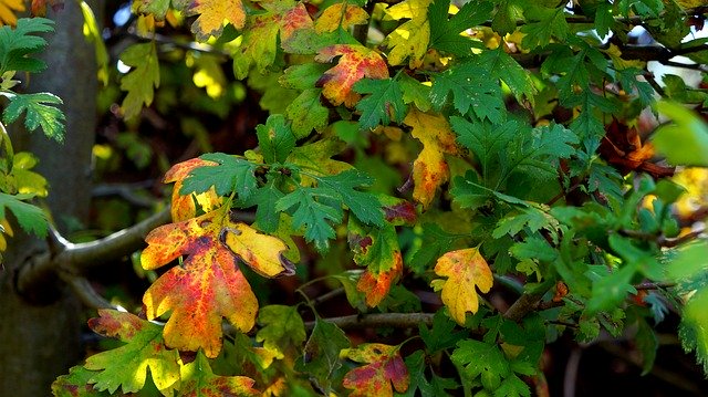 Descarga gratuita Plants Nature Autumn - foto o imagen gratuita para editar con el editor de imágenes en línea GIMP