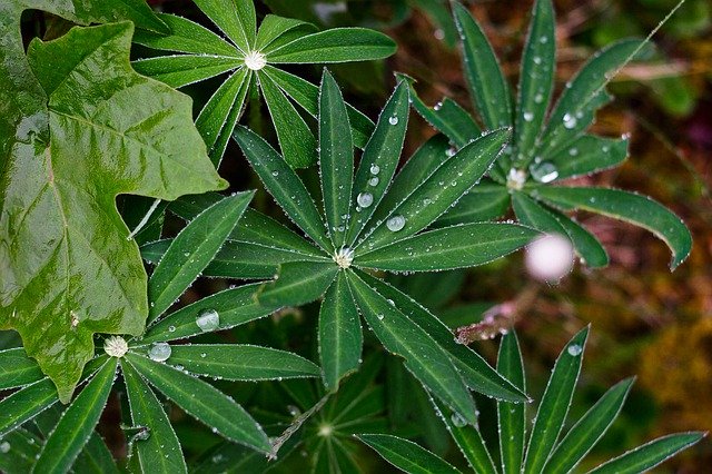 Téléchargement gratuit de Plants Nature Garden - photo ou image gratuite à modifier avec l'éditeur d'images en ligne GIMP