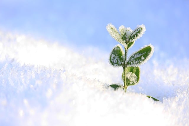 Free download plant snow winter cold frost free picture to be edited with GIMP free online image editor