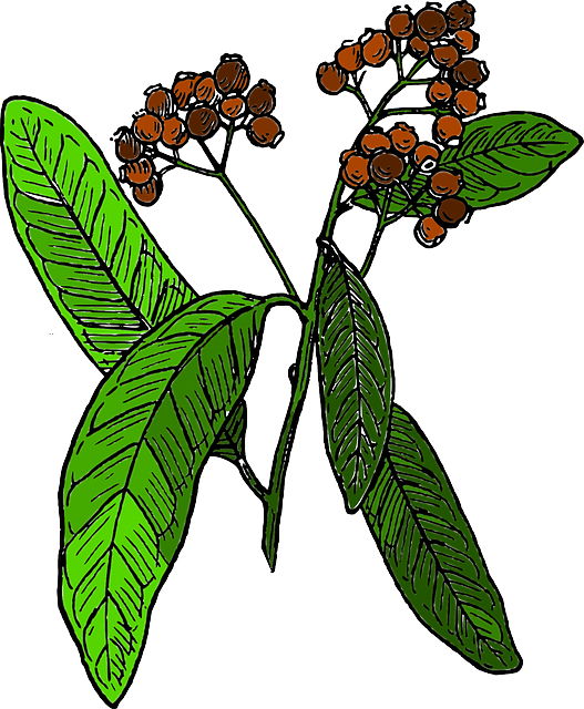 Free download Plant Spice Tree - Free vector graphic on Pixabay free illustration to be edited with GIMP free online image editor