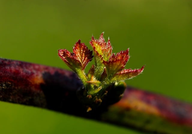 Free download plant sprout young spring flora free picture to be edited with GIMP free online image editor