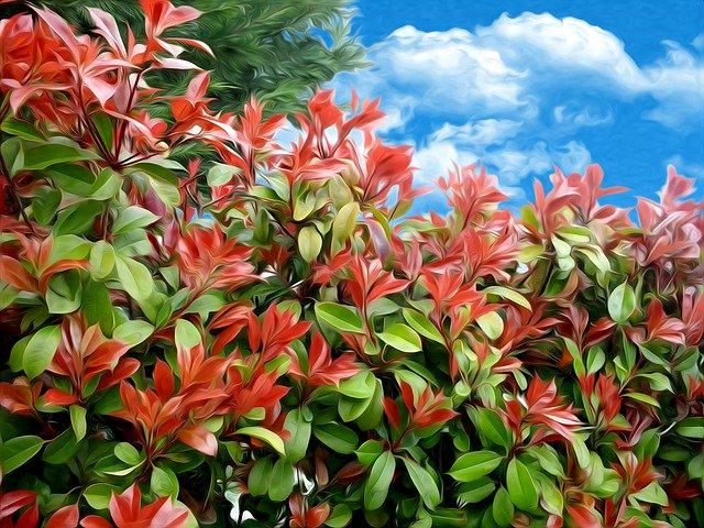 Free download Plants Red Leaves -  free illustration to be edited with GIMP free online image editor