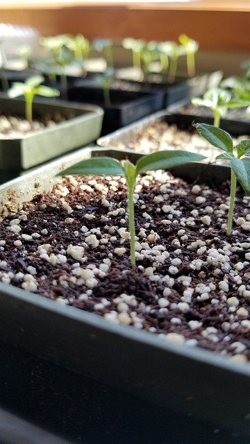 Free picture Plants Seedlings Peppers -  to be edited by GIMP free image editor by OffiDocs