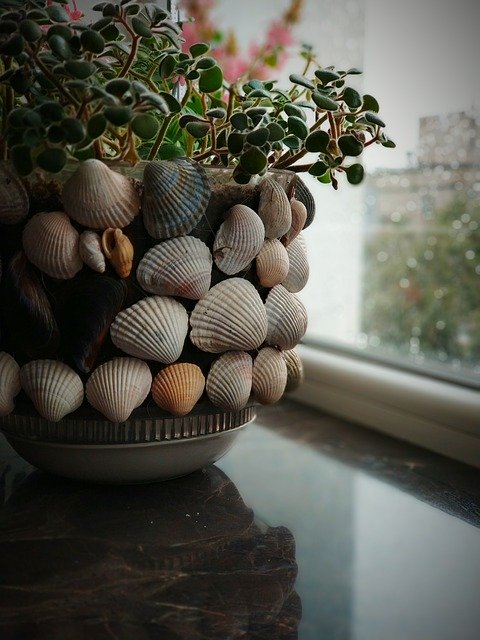 Free download Plants Shells -  free photo or picture to be edited with GIMP online image editor