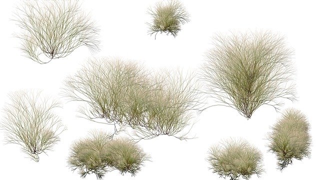 Free download Plants Shrub Bush -  free illustration to be edited with GIMP free online image editor