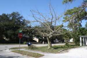 Free download Plants, Silk Floss Tree, Canon 3, Sarasota FL, Jan. to Mar. 2013 free photo or picture to be edited with GIMP online image editor