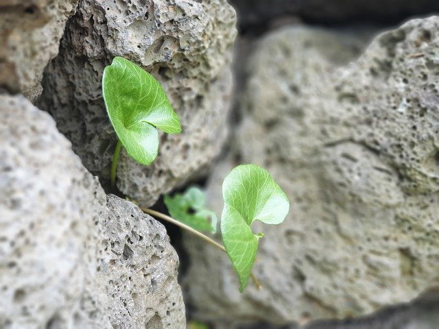 Téléchargement gratuit de Plantes Pierre Nature - photo ou image gratuite à éditer avec l'éditeur d'images en ligne GIMP