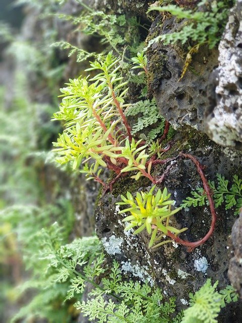 Free download Plants Stone Wall Nature -  free photo or picture to be edited with GIMP online image editor