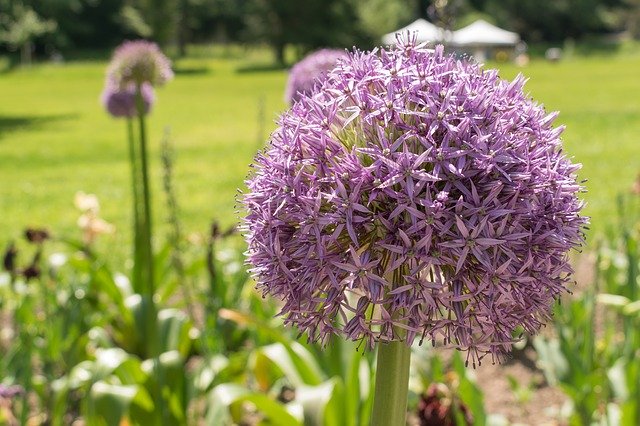 Free download Plant State Garden Show Nature -  free photo or picture to be edited with GIMP online image editor