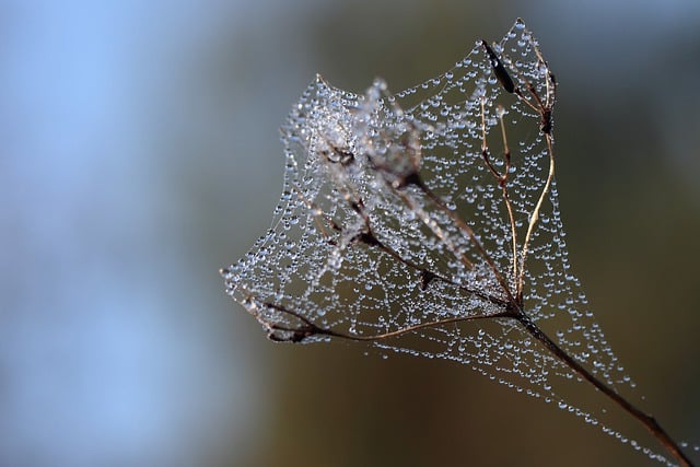 Free download plant stem dried up cobwebs dew free picture to be edited with GIMP free online image editor