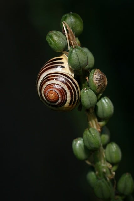 Free graphic plant stem seed pods snail mollusc to be edited by GIMP free image editor by OffiDocs