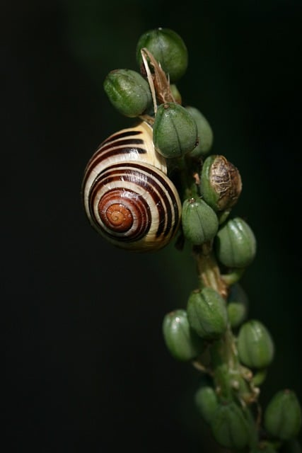 Free download plant stem seed pods snail mollusc free picture to be edited with GIMP free online image editor