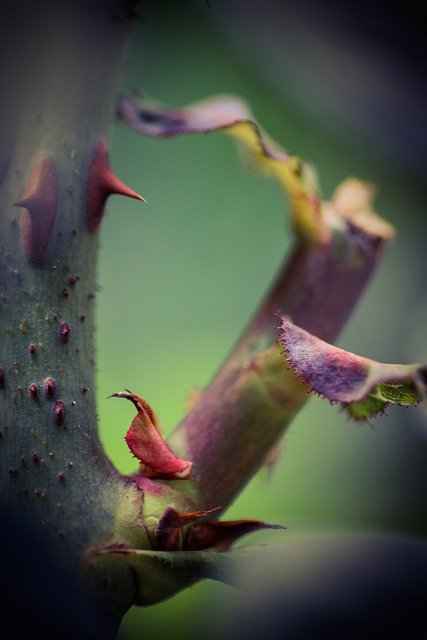 Free download plants thorns flora nature spring free picture to be edited with GIMP free online image editor