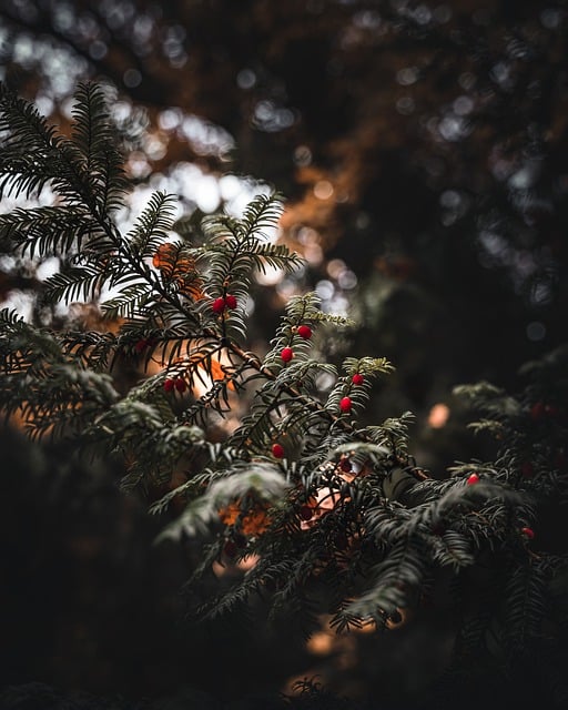 Free download plants trees greenery forest free picture to be edited with GIMP free online image editor