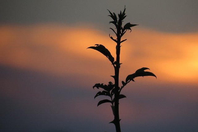 Téléchargement gratuit de Plant Sun Lying - photo ou image gratuite à éditer avec l'éditeur d'images en ligne GIMP