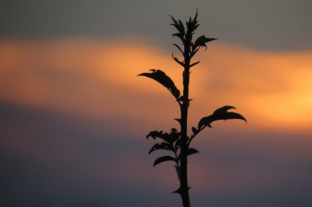 Descărcare gratuită Plant Sun Lying - fotografie sau imagini gratuite pentru a fi editate cu editorul de imagini online GIMP