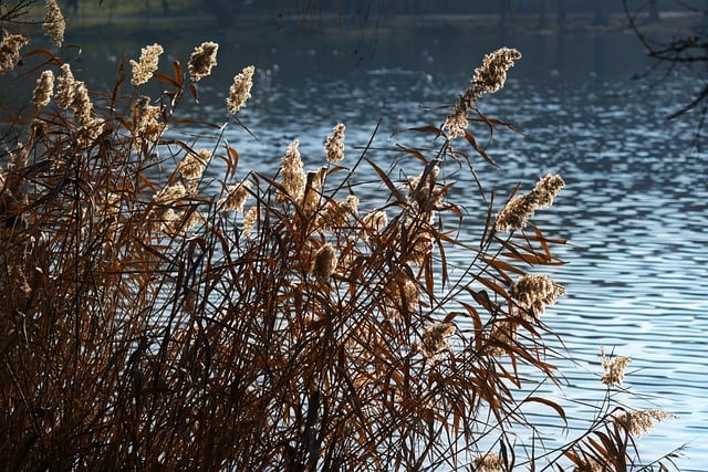 Скачать бесплатно растения растительность повторить водную бесплатную картинку для редактирования с помощью бесплатного онлайн-редактора изображений GIMP