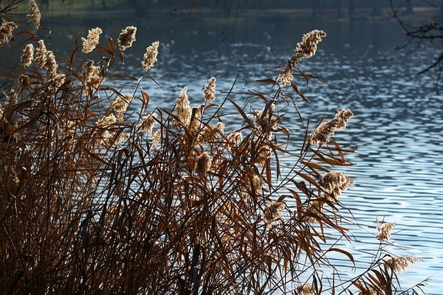 Free download plants vegetation repeat aquatic free picture to be edited with GIMP free online image editor