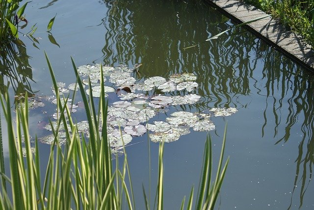 دانلود رایگان حوضچه آبی گیاهان - عکس یا تصویر رایگان برای ویرایش با ویرایشگر تصویر آنلاین GIMP