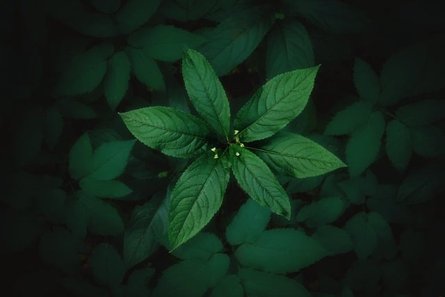 Free download plants wild plant leaves foliage free picture to be edited with GIMP free online image editor