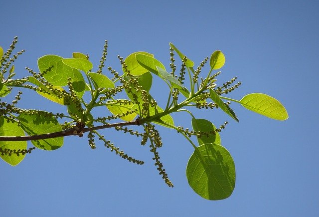 Kostenloser Download Plant Terminalia Bellirica Bahera - kostenloses Foto oder Bild zur Bearbeitung mit GIMP Online-Bildbearbeitung