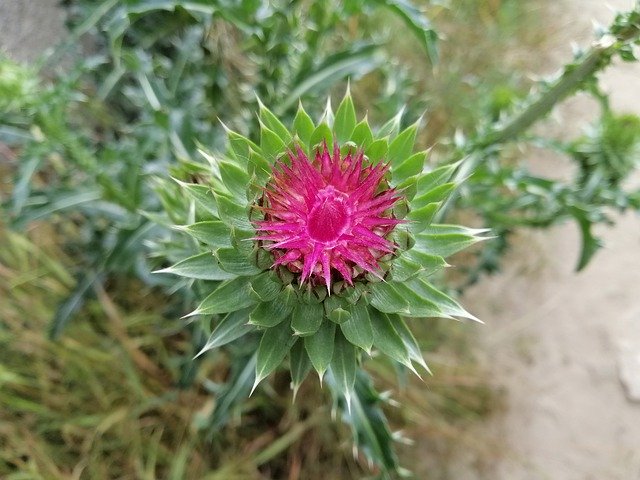 دانلود رایگان Plant The Kalyuchku Nature - عکس یا تصویر رایگان رایگان برای ویرایش با ویرایشگر تصویر آنلاین GIMP