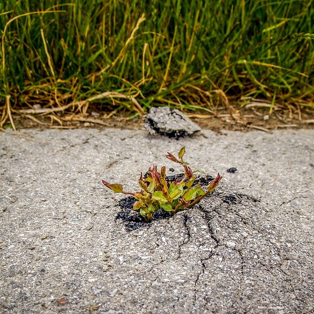 ດາວ​ໂຫຼດ​ຟຣີ Plant The Strength Of Asphalt - ຮູບ​ພາບ​ຟຣີ​ຫຼື​ຮູບ​ພາບ​ທີ່​ຈະ​ໄດ້​ຮັບ​ການ​ແກ້​ໄຂ​ກັບ GIMP ອອນ​ໄລ​ນ​໌​ບັນ​ນາ​ທິ​ການ​ຮູບ​ພາບ