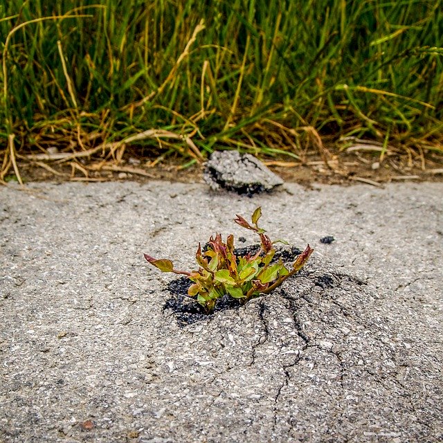 Unduh gratis Plant The Strength Of Asphalt - foto atau gambar gratis untuk diedit dengan editor gambar online GIMP