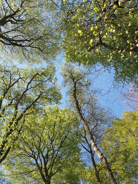 Безкоштовно завантажте Plant Tree Forest – безкоштовну фотографію чи зображення для редагування за допомогою онлайн-редактора зображень GIMP