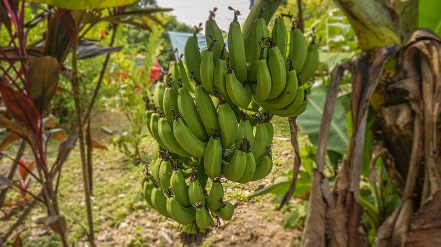 Безкоштовно завантажте Plant Tree Fruit — безкоштовну фотографію або зображення для редагування за допомогою онлайн-редактора зображень GIMP