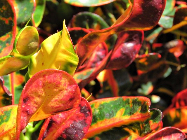Unduh gratis Plant Tropical Nature - foto atau gambar gratis untuk diedit dengan editor gambar online GIMP