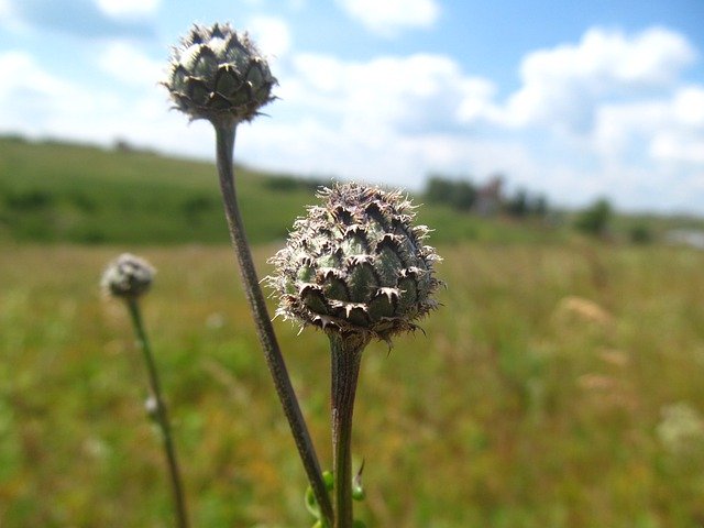 Free download Plant Ural Nature -  free photo or picture to be edited with GIMP online image editor