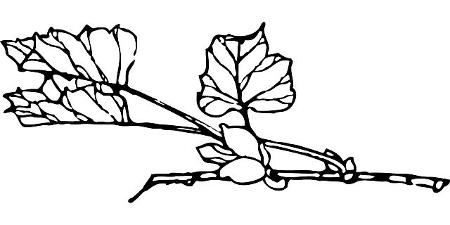 Darmowe pobieranie Roślin Liście Winorośli Czarno - Darmowa grafika wektorowa na Pixabay darmowa ilustracja do edycji za pomocą GIMP darmowy edytor obrazów online
