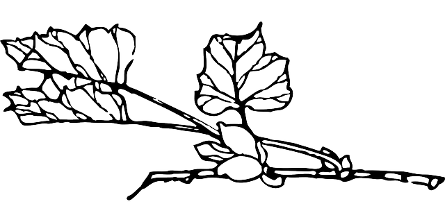 Free download Plant Vine Leaves Black And - Free vector graphic on Pixabay free illustration to be edited with GIMP free online image editor