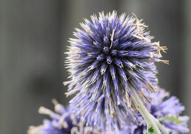 Free download plant violet flower flower garden free picture to be edited with GIMP free online image editor
