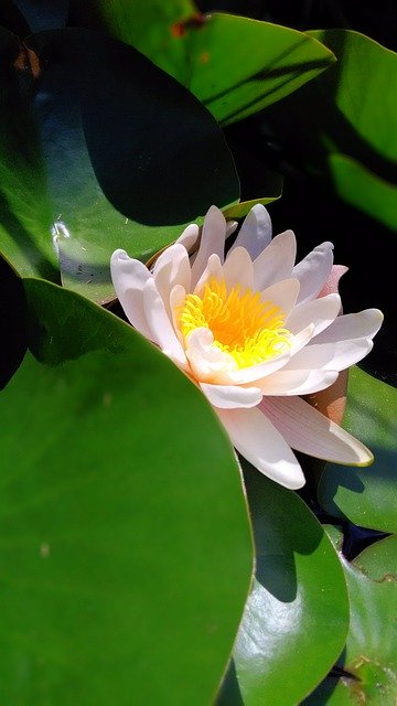 ดาวน์โหลดฟรี Plant Water Lily Flower - ภาพถ่ายหรือรูปภาพที่จะแก้ไขด้วยโปรแกรมแก้ไขรูปภาพออนไลน์ GIMP ได้ฟรี