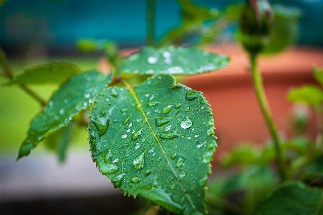 Free download Plant Water Nature -  free photo or picture to be edited with GIMP online image editor